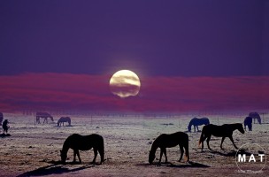 pink moon  horses copy