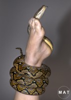snake foot