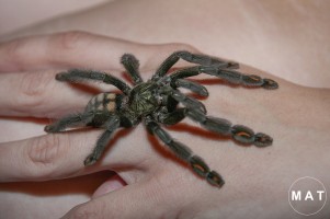 tarantula