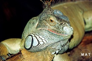 g.iguana3 720
