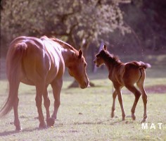 horse and colt