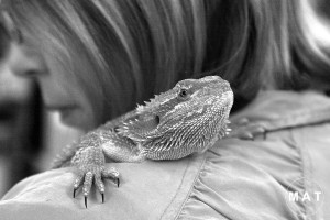 lizardBW