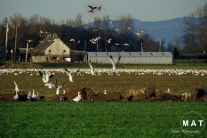 s.geese aircraftGprint