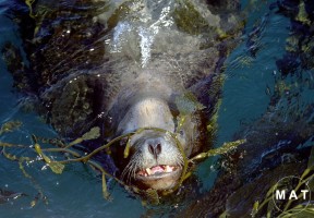 sea lion weeds