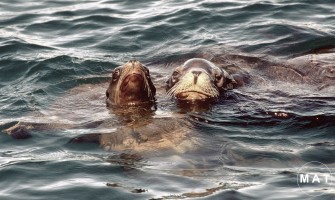 sea lions couple