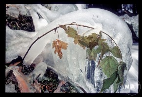 frozen leaf