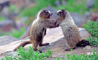 marmot5