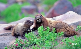 marmot dad
